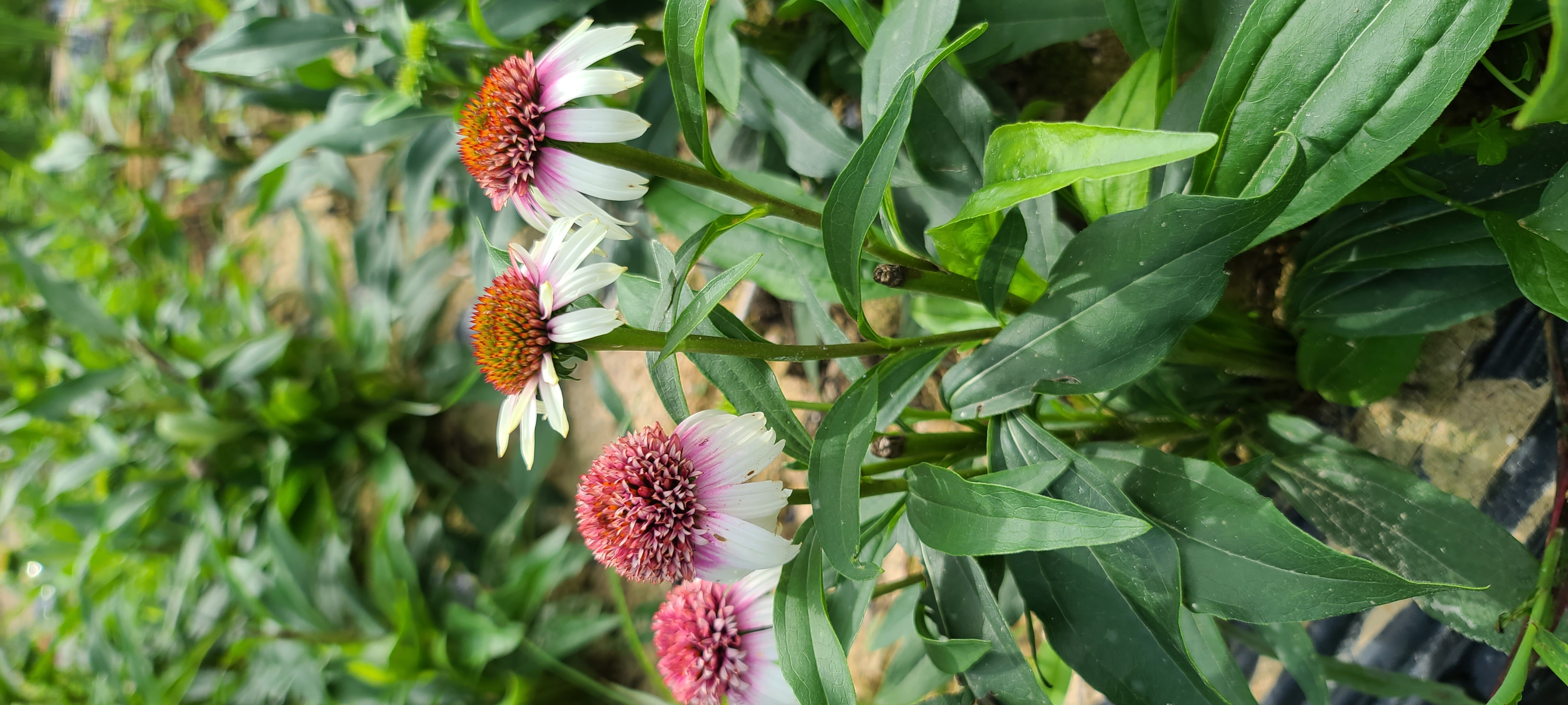 Echinacea purpurea 'Strawberry and Cream'